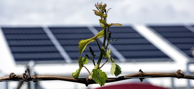 LDH - New Shoots and Solar